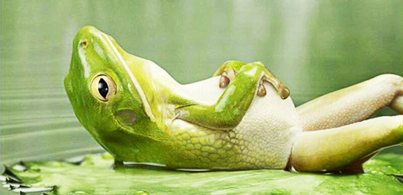 frog